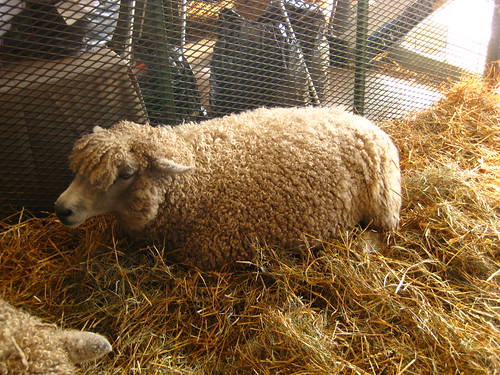 This sheep's name is Merlin.
