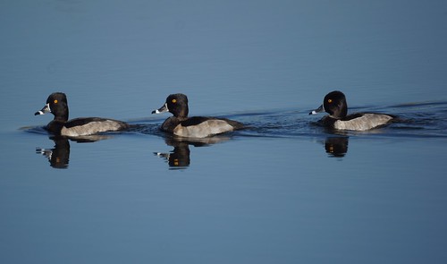 Ring-necked Ducks by Mike's Birds
