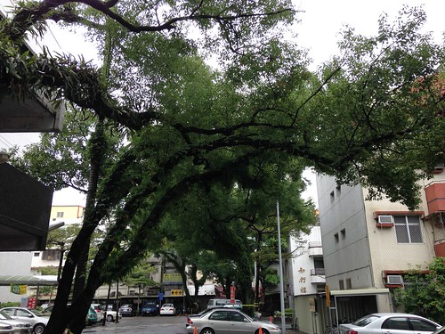 宜蘭醫院老樟樹。