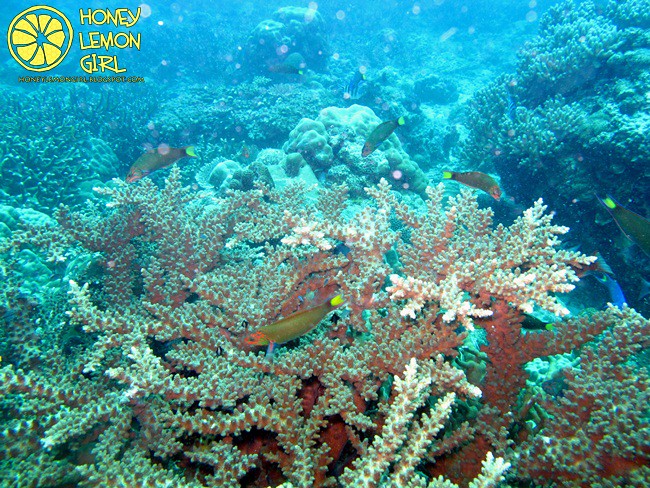 5D4N_Tioman Island_Diving-018