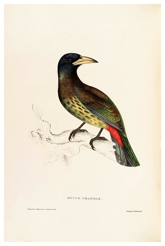 002-Busco Grandis-A Century of Birds from the Himalaya Mountains-John Gould y Wm. Hart-1875-1888-Science Naturalis