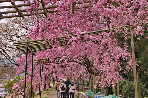 【写真】桜 : 半木の道