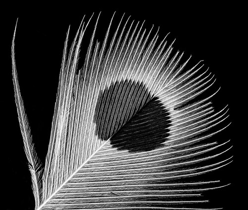Yellow-shafted Flicker 1, U, Breast feather, black and white Washington DC_2013-07-25-13.25.28 ZS PMax