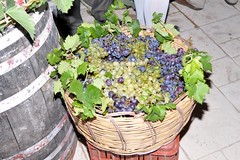 Harvest Festival at Oinolpi Winery