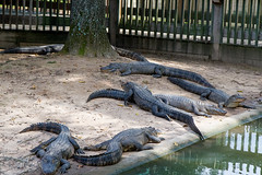 louisiana alligators