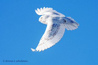 Parker River NWR, MA: Snowy Owl Aloft