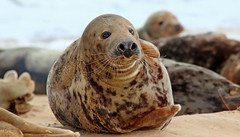 Horsey seals