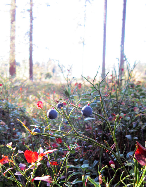 Autumn 2011 - blueberries
