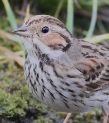Little Bunting Cardiff 15th February 2015