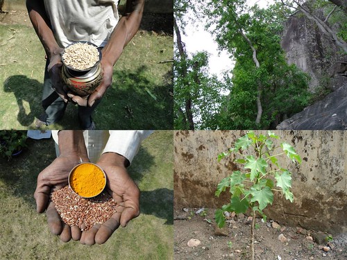 Medicinal Rice Formulations for Diabetes Complications and Heart Diseases (TH Group-13 special) from Pankaj Oudhia’s Medicinal Plant Database by Pankaj Oudhia