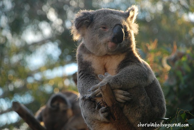 koala bear unfazed by camera paparazzi