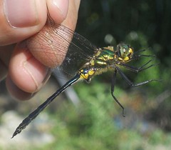 Balkan Emerald Dragonfly Montenegro by davidearlgray
