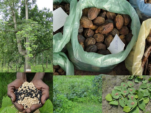 Medicinal Rice Formulations for Diabetes Complications, Heart and Kidney Diseases (TH Group-93 special) from Pankaj Oudhia’s Medicinal Plant Database by Pankaj Oudhia