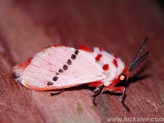 Flannel Moths - family Megalopygidae - Puss Caterpillars