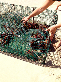 lobsters @ pinel island