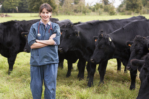 A veterinarian in field with cattle