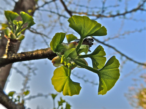 Ginkgo Leaf Buds are Bursting .........(127/365) by Irene_A_
