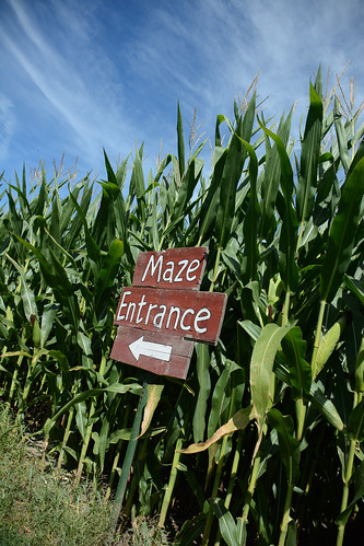 2013 Corn Maze
