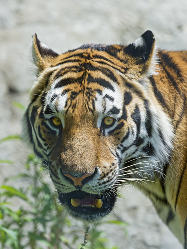 A Siberian tiger portrait by Tambako the Jaguar