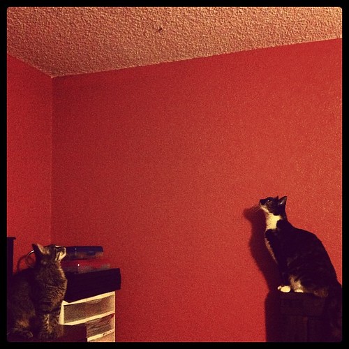 And then, at midnight, all the cats started yelling at a moth on the ceiling.