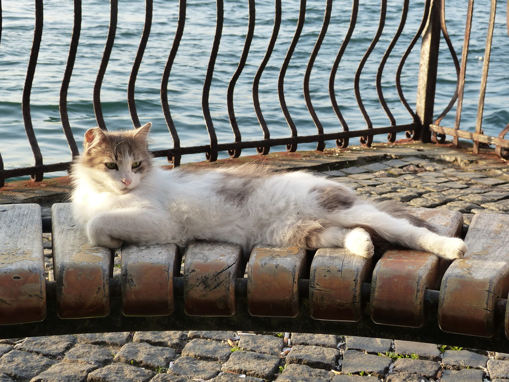 Istanbul cat, Üsküdar