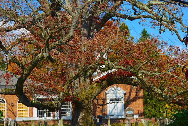 600-year-old oak tree at the Basking Ridge, New Jersey, Presbyterian Church cemetery,  2013-11-02