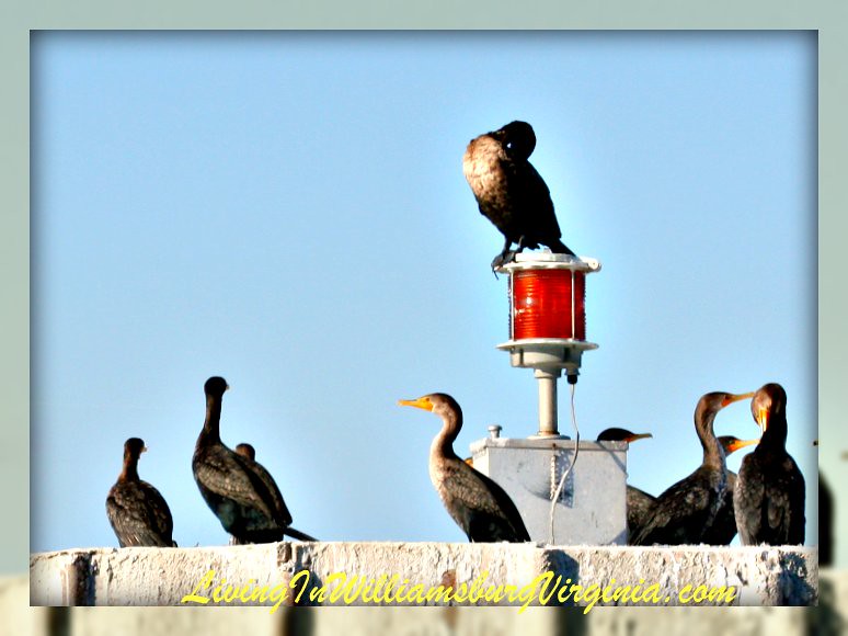 Cormorants Waiting