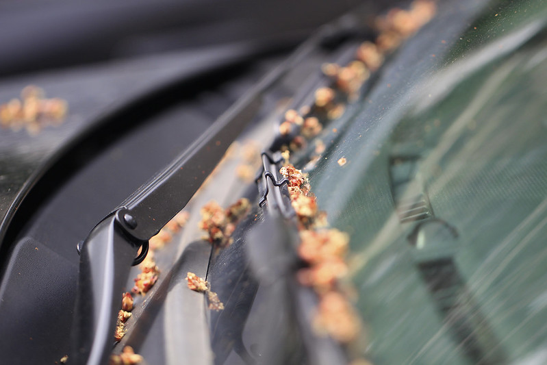 maple buds windshield