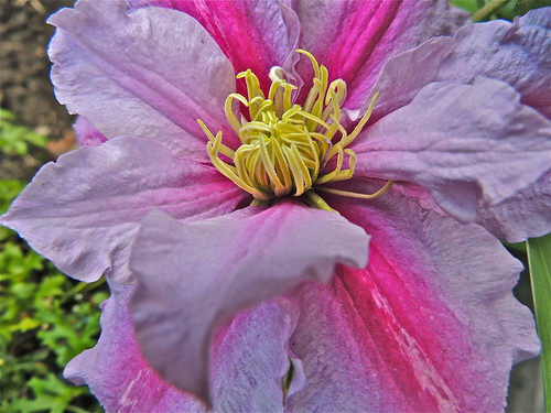 Clematis Macro by Irene_A_