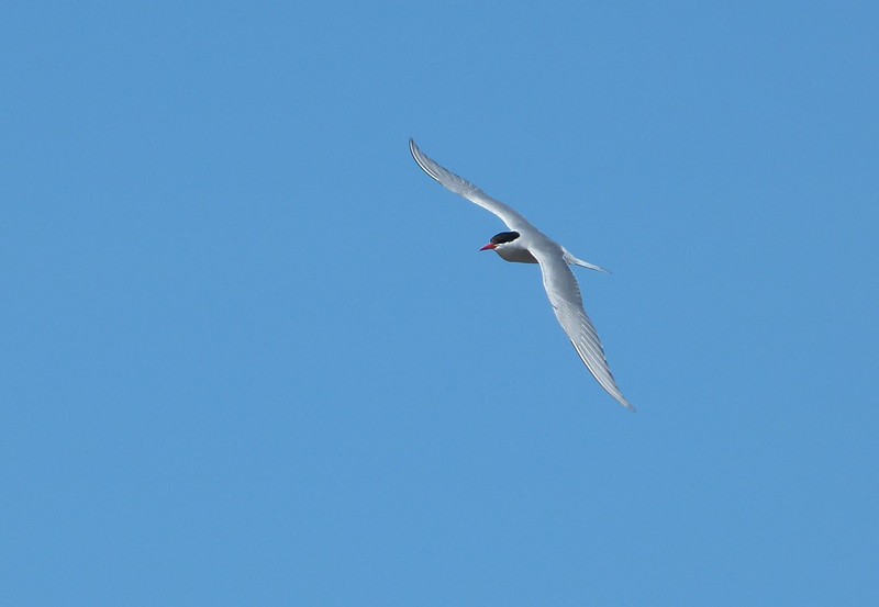P1050463_2 - Arctic Tern, Isle of Mull