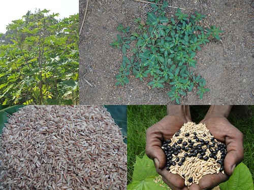 Indigenous Medicinal Rice Formulations for Kidney, Heart and Spleen Diseases and Cancer and Diabetes Complications (TH Group-117) from Pankaj Oudhia’s Medicinal Plant Database by Pankaj Oudhia