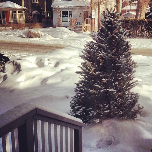 This is where our Christmas tree has been since the New Year. It will become a giant bird feeder this week. Stay tuned!