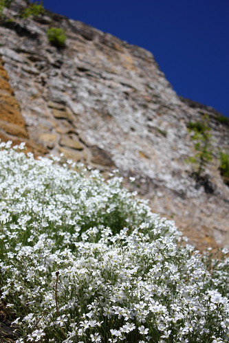 Flowers at Beaufort Castle