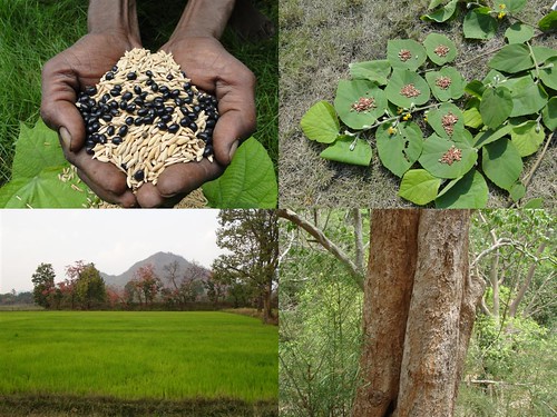 Medicinal Rice Formulations for Diabetes Complications, Heart and Kidney Diseases (TH Group-77 special) from Pankaj Oudhia’s Medicinal Plant Database by Pankaj Oudhia