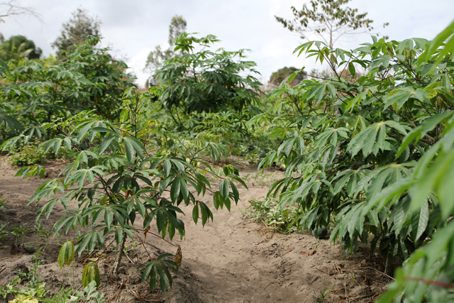 Cassava plants