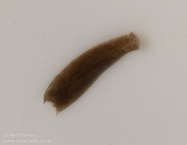 Polycelis felia flatworm-2