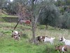 7] Savona, Legino: capre e ulivi