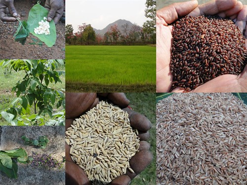 Validated and Potential
Medicinal Rice Formulations for Diabetes mellitus Type 2 Complications and/with
Psoriasis (TH Group-208) from Pankaj Oudhia’s Medicinal Plant Database