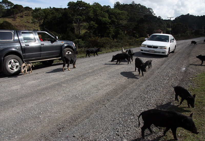 pigs on the road at coromandel peninsula