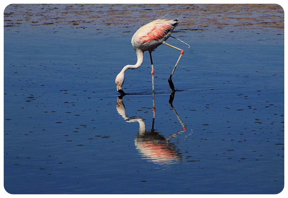 salar de atacama chile flamingo reflection