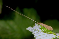 European Caddisflies----Trichoptera
