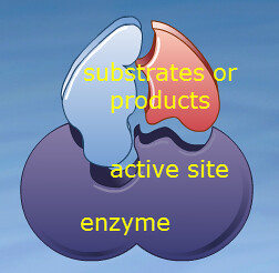 DP Biology: Enzyme Theory