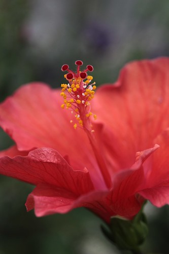 Summer Hibiscus~ by conniee4 aka Connie Etter