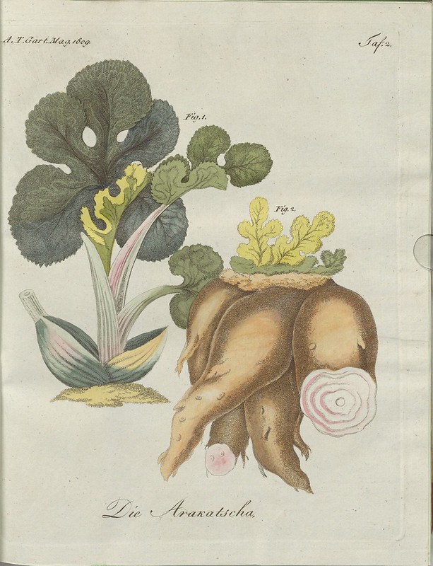 Die Arakatscha (hand-coloured botanical engraving courtesy kulturerbe niedersachsen)