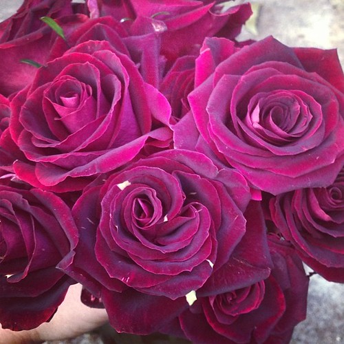 Bought myself these velvety, witchy roses today. They're called HOCUS POCUS! Very apt. Odd little creamy freckles on dark petals. The odder the rose, the better.