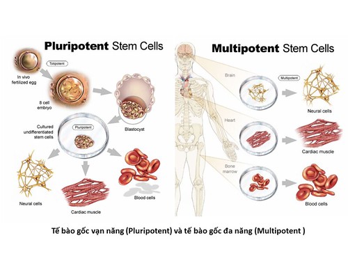 Stem-Cells-comparison