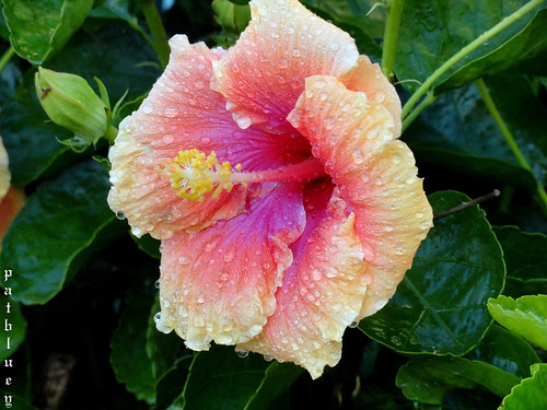 A Hibiscus in the rain