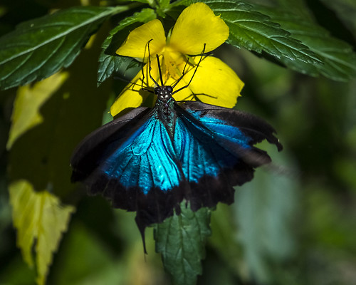 Ulysses Butterfly (Princeps Ulysses joesa)