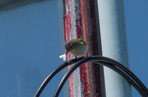 Red-eyed Vireo on lighthouse at Machias Seal Island