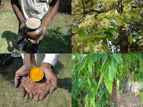 Medicinal Rice Formulations for Diabetes Complications and Heart Diseases (TH Group-48) from Pankaj Oudhia’s Medicinal Plant Database by Pankaj Oudhia